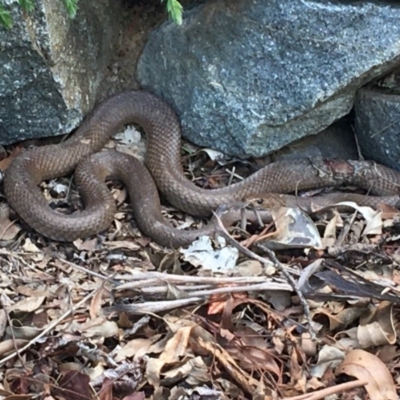 Pseudonaja textilis (Eastern Brown Snake) at Hawker, ACT - 11 Mar 2020 by Rowen