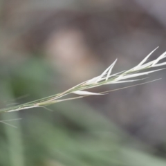 Austrostipa scabra (Corkscrew Grass, Slender Speargrass) at Michelago, NSW - 7 Mar 2020 by Illilanga