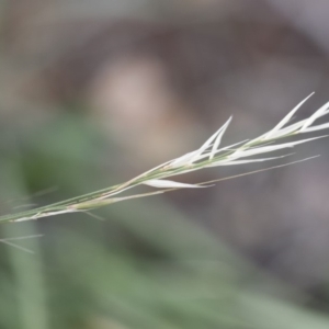 Austrostipa scabra at Michelago, NSW - 7 Mar 2020