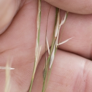 Austrostipa scabra at Michelago, NSW - 7 Mar 2020