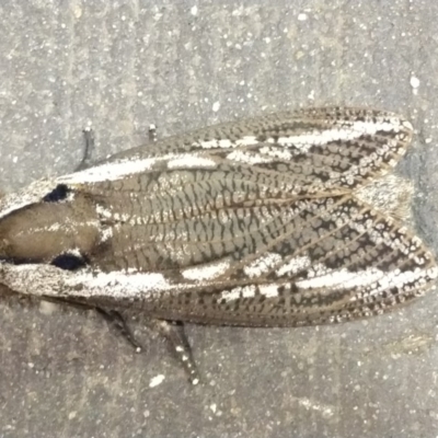 Endoxyla encalypti (Wattle Goat Moth) at Queanbeyan West, NSW - 11 Mar 2020 by LyndalT