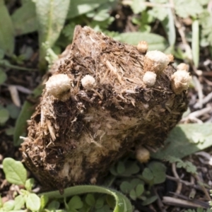 Cyathus stercoreus at Illilanga & Baroona - 9 Mar 2020