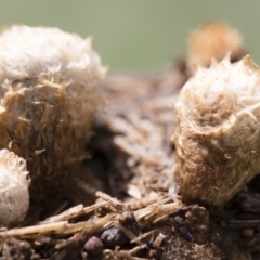 Cyathus stercoreus at Illilanga & Baroona - 9 Mar 2020