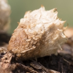 Cyathus stercoreus at Illilanga & Baroona - 9 Mar 2020