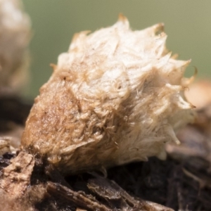 Cyathus stercoreus at Illilanga & Baroona - 9 Mar 2020