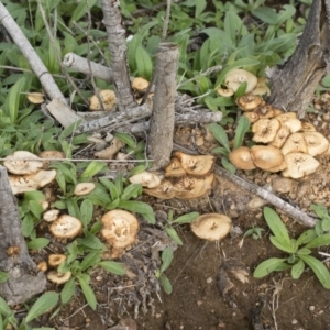 Lentinus arcularius at Illilanga & Baroona - 7 Mar 2020