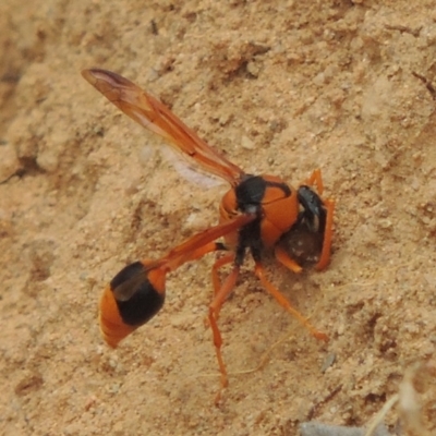 Delta bicinctum (Potter wasp) at Bullen Range - 29 Dec 2019 by michaelb