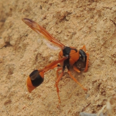 Delta bicinctum (Potter wasp) at Paddys River, ACT - 29 Dec 2019 by MichaelBedingfield