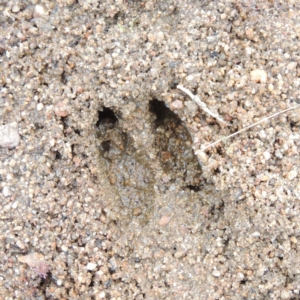 Cervidae (family) at Greenway, ACT - 29 Dec 2019