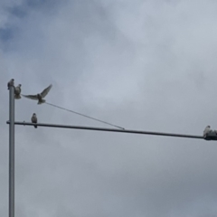 Cacatua sanguinea (Little Corella) at Bonner, ACT - 11 Mar 2020 by Allilt