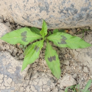 Persicaria decipiens at Paddys River, ACT - 29 Dec 2019