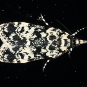 Scoparia exhibitalis at Ainslie, ACT - 11 Mar 2020