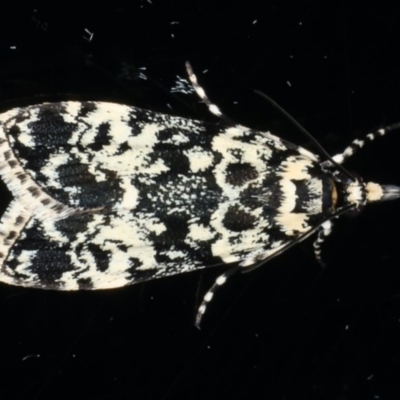 Scoparia exhibitalis (A Crambid moth) at Ainslie, ACT - 11 Mar 2020 by jb2602