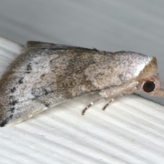 Mataeomera mesotaenia at Ainslie, ACT - 11 Mar 2020