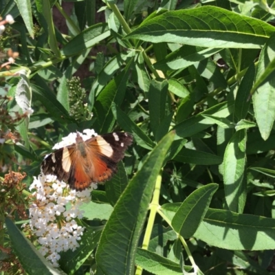 Vanessa itea (Yellow Admiral) at Lower Boro, NSW - 7 Mar 2020 by mcleana