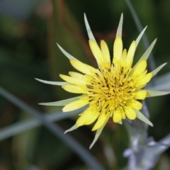 Tragopogon dubius (Goatsbeard) at Bruce, ACT - 11 Jan 2012 by Bron