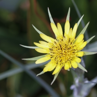 Tragopogon dubius (Goatsbeard) at Bruce, ACT - 11 Jan 2012 by Bron