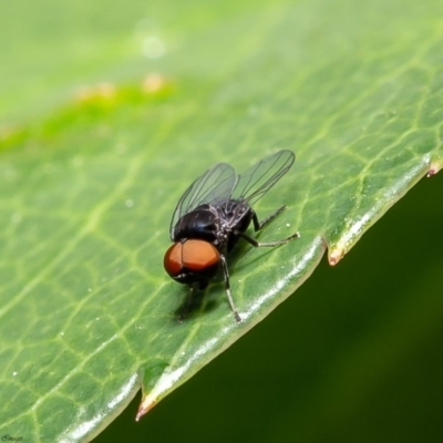 Platypezidae sp. (family) (Unidentified platypezid fly) at Acton, ACT - 12 Mar 2020 by Roger