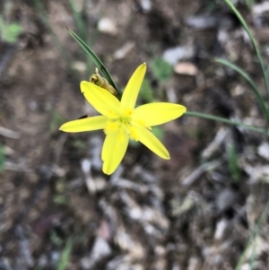 Tricoryne elatior at Dunlop, ACT - 11 Mar 2020 02:03 PM