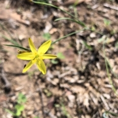 Tricoryne elatior at Dunlop, ACT - 11 Mar 2020