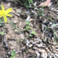 Tricoryne elatior at Dunlop, ACT - 11 Mar 2020 02:03 PM