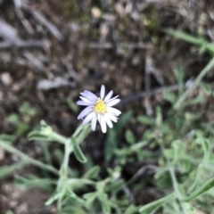 Vittadinia cuneata var. cuneata (Fuzzy New Holland Daisy) at Dunlop, ACT - 11 Mar 2020 by Jubeyjubes