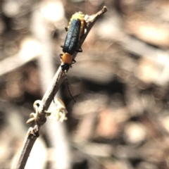 Chauliognathus tricolor (Tricolor soldier beetle) at Aranda, ACT - 11 Mar 2020 by Jubeyjubes