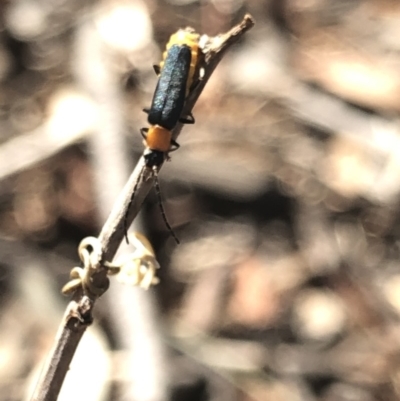 Chauliognathus tricolor (Tricolor soldier beetle) at Aranda, ACT - 12 Mar 2020 by Jubeyjubes