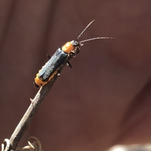 Chauliognathus tricolor at Aranda, ACT - 12 Mar 2020