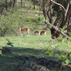 Dama dama (Fallow Deer) at Tuggeranong DC, ACT - 11 Mar 2020 by SandraH