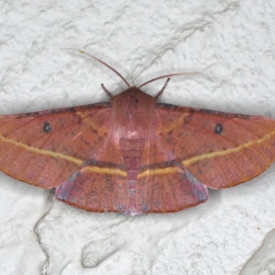 Oenochroma vinaria (Pink-bellied Moth, Hakea Wine Moth) at Ainslie, ACT - 18 Dec 2019 by jb2602