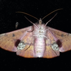 Oenochroma vinaria at Ainslie, ACT - 18 Dec 2019 10:21 PM