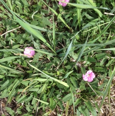 Convolvulus angustissimus subsp. angustissimus (Australian Bindweed) at Hughes, ACT - 12 Mar 2020 by jennyt