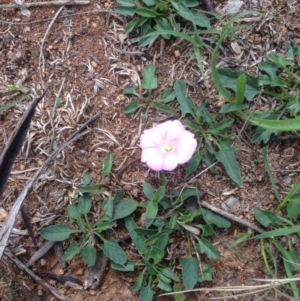 Convolvulus angustissimus subsp. angustissimus at Hughes, ACT - 12 Mar 2020 11:24 AM