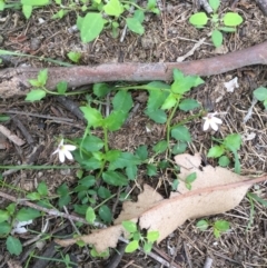 Lobelia purpurascens (White Root) at Bowral - 10 Mar 2020 by KarenG