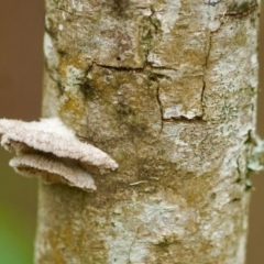 Schizophyllum commune (Split Gill Fungus) at Berry, NSW - 20 Feb 2020 by gerringongTB