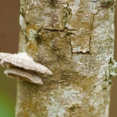 Schizophyllum commune (Split Gill Fungus) at Berry, NSW - 20 Feb 2020 by gerringongTB