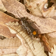 Pompilidae (family) (Unidentified Spider wasp) at Berry, NSW - 20 Feb 2020 by gerringongTB