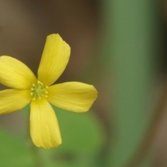 Oxalis sp. (Wood Sorrel) at Berry, NSW - 20 Feb 2020 by gerringongTB