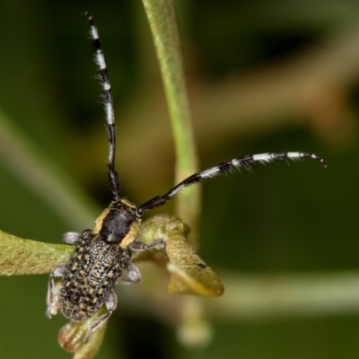 Ancita marginicollis (A longhorn beetle) at Bruce, ACT - 22 Nov 2012 by Bron