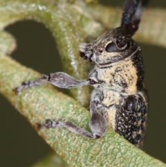 Ancita marginicollis at Bruce, ACT - 22 Nov 2012