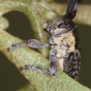 Ancita marginicollis at Bruce, ACT - 22 Nov 2012 12:22 PM