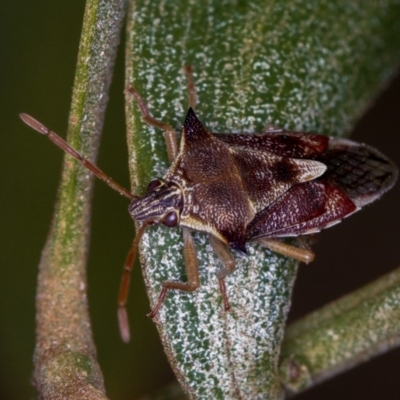 Oechalia schellenbergii (Spined Predatory Shield Bug) at Bruce Ridge to Gossan Hill - 22 Nov 2012 by Bron
