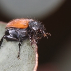 Phyllotocus kingii at Bruce, ACT - 22 Nov 2012 12:39 PM