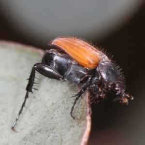 Phyllotocus kingii at Bruce, ACT - 22 Nov 2012 12:39 PM