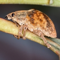 Gonipterus scutellatus (Eucalyptus snout beetle, gum tree weevil) at Bruce, ACT - 22 Nov 2012 by Bron