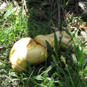 Phylloporus sp. at Tuggeranong DC, ACT - 12 Mar 2020