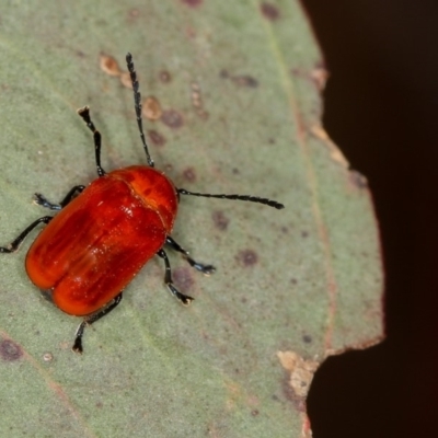 Aporocera (Aporocera) haematodes (A case bearing leaf beetle) at Bruce, ACT - 22 Nov 2012 by Bron