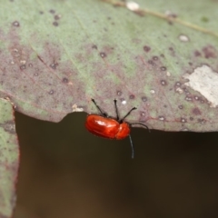 Aporocera (Aporocera) haematodes at Bruce, ACT - 22 Nov 2012 12:45 PM