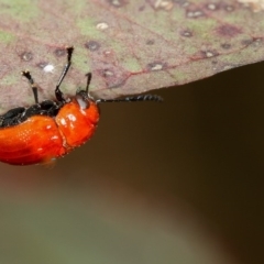 Aporocera (Aporocera) haematodes at Bruce, ACT - 22 Nov 2012 12:45 PM